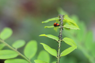 amore e coccinelle