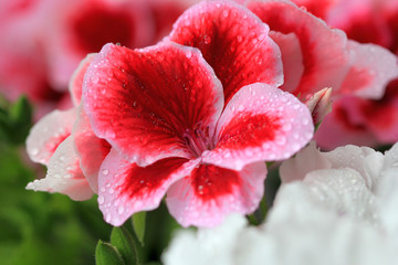 Цветы герани королевской (Pelargonium grandiflorum) после дождя