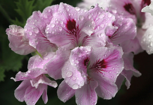 Цветы герани королевской (Pelargonium grandiflorum) после дождя