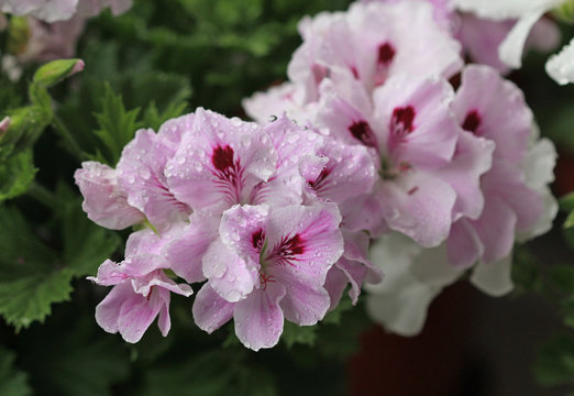 Цветы герани королевской (Pelargonium grandiflorum) после дождя