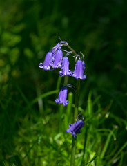 Bluebells in Sussex Countryside