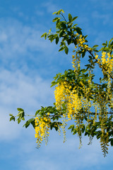 Laburnum Tree in Flower