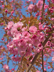 Japanische Blütenkirsche, Prunus serrulata