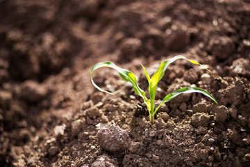 Small plant of corn 