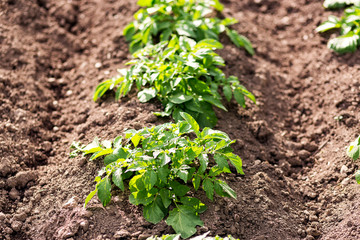Potato plants in field