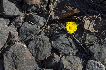 yellow daisy flower in stones as a symbol of victory over difficult conditions