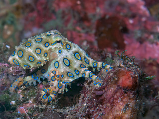 Blue Ringed Octopus