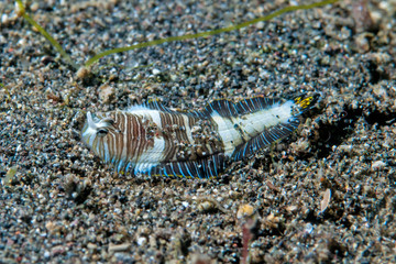 Zebra Sole juvenile
