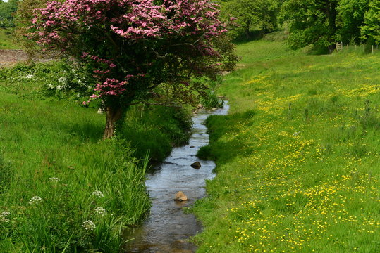 Springfield, Jersey, U.K.
A Spring vista and bubbling brook.