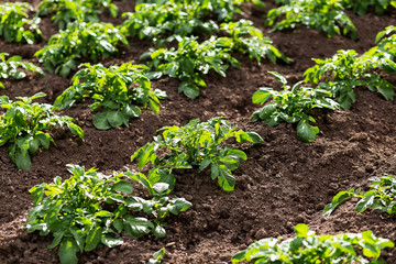 Potato plants in field