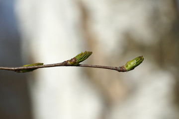 Young birch leaves are blooming on the branch in early spring.