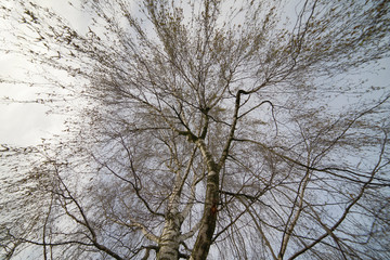 Fototapeta na wymiar Close up Birch tree blooming. Pollen allergy time in spring.