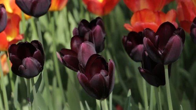 Black tulips on tulip field. Selective focus. nature background. Closeup.