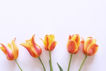 Styled stock photo. Spring feminine scene, floral composition. Bunch of beautiful tulips on white background. Flat lay, top view.Empty space for your text.