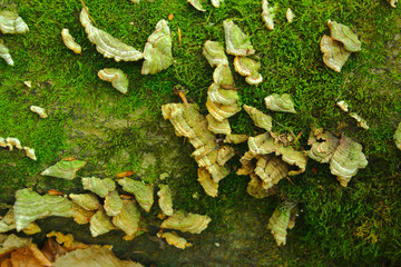 mushroom chaga on a stump