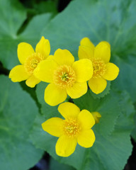 Yellow spring flowers Kingcup (Caltha palustris) in May.