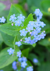 Forget-me-nots in the greenery on the flowerbed in early spring.