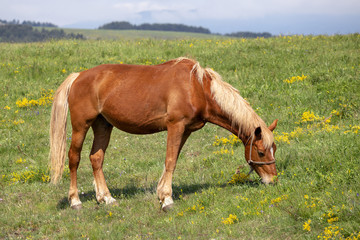Brown horse grazing in a meadow on a mountain