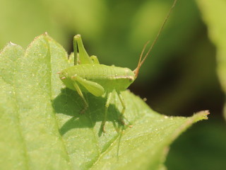 Grasshopper is refreshing