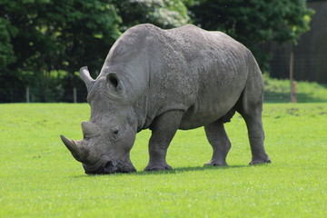rhino