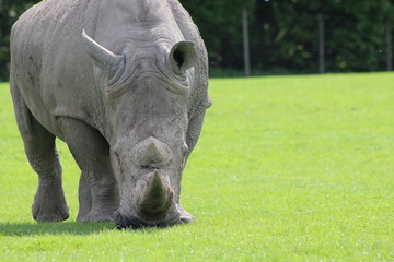 Naklejka premium rhino