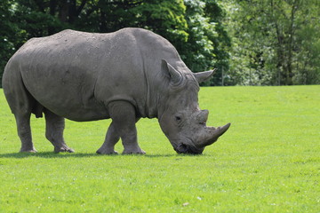 rhino