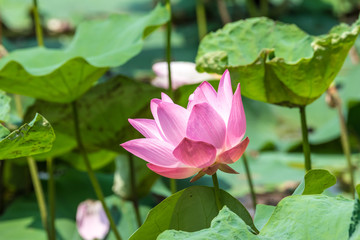 Pink lotus flower in pond