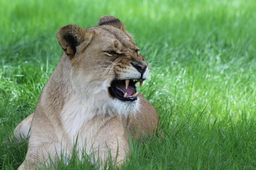 lion