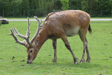 deer