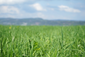 Green meadow and blurred background.