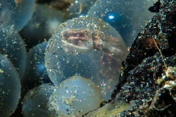 Flamboyant Cuttlefish Egg