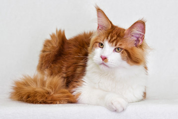 cat maine coon on white background