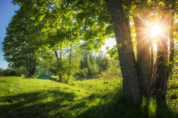 Fototapeta na wymiar Beautiful summer landscape of green nature. Bright sun lights through branches of foliages trees. Clear sunny morning at green park. Sunbeams and warm sunlight green ecosystem. Healthy eco nature.