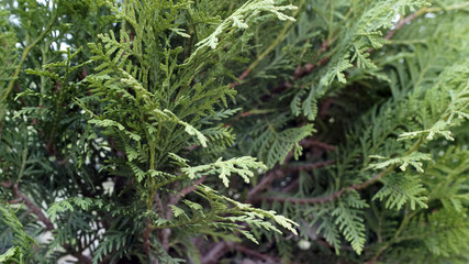planting bushes in the city