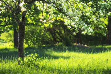 Fototapeta na wymiar Green blossoming apple trees in summer orchard background.