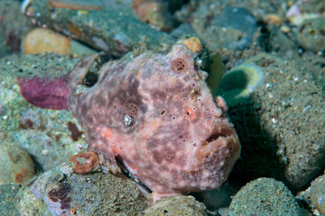 Frogfish