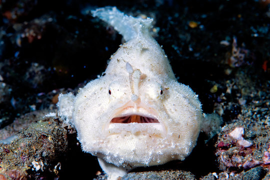Frogfish