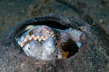Coconut Octopus