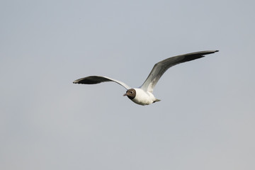 Black-headed gull flying. Cute beautiful elegant white black waterbird. Bird in wildlife.
