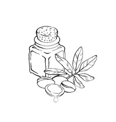 Hand drawing illustration, essential aromatic argan oil in the bottle with agran tree beans and leaves. Pencil outline sketch, white background.