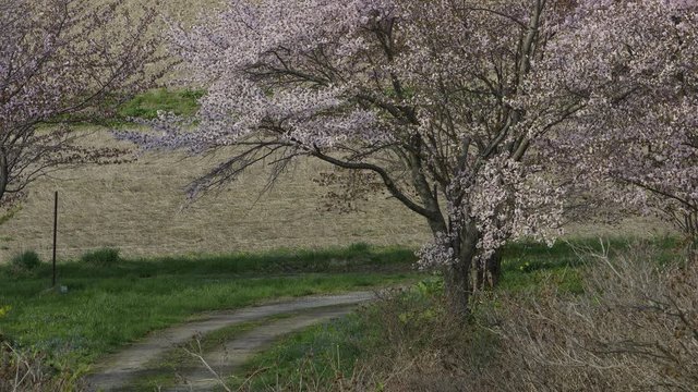 春の北海道