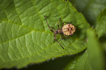 Coreus marginatus_Lederwanze