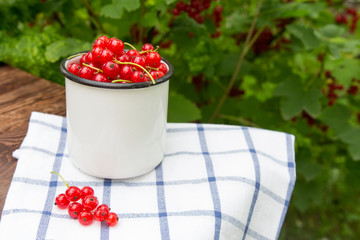 Berry season.bright white bucket with berries , red currants on the green grass. Harvest of berries.Organic Bio Berries