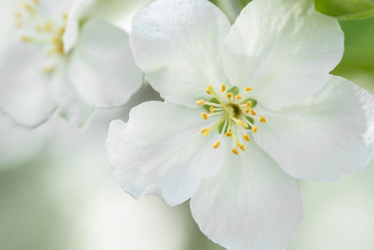 Crabapple Tree White flower Blossom