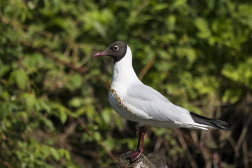 Black-headed gull sitting on stump and aping. Funny stupid cute waterbird. Bird in wildlife.