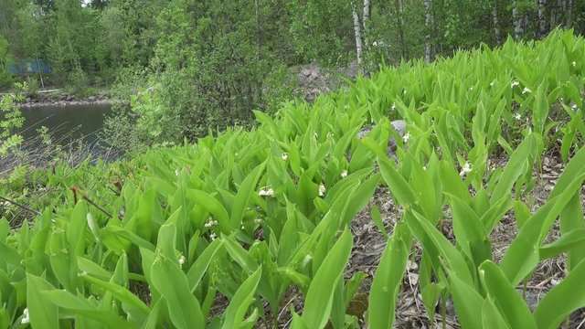 camera moves on the spring wood lengthways a glade with leaves of a lily of the valley