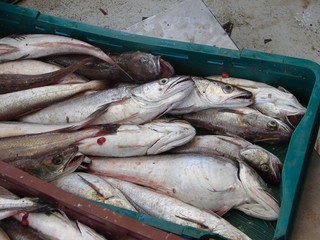 Pesce fresco 