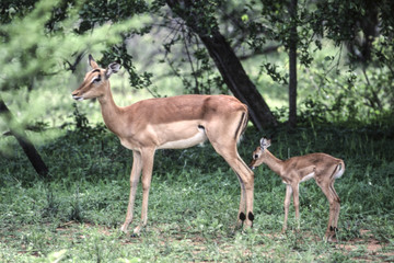 Impala (Aepyceros melampus), Kruger National Park, mpumalanga, South Africa
