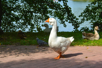 Geese in the meadow