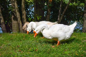 Geese in the meadow